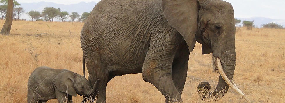 vacance parent solo circuit Afrique Tanzanie