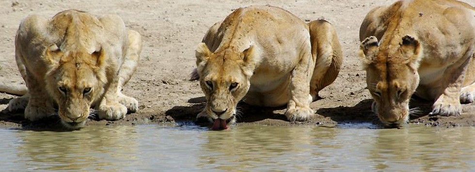 voyages parents celibataires circuit tanzanie safa