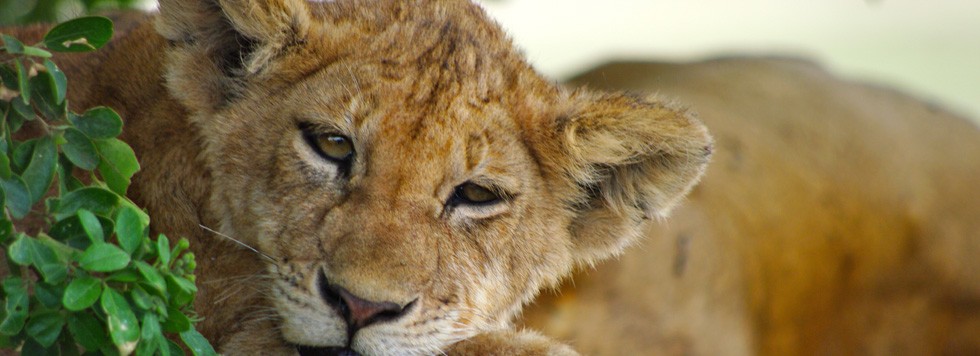 Voyage celibataire safari