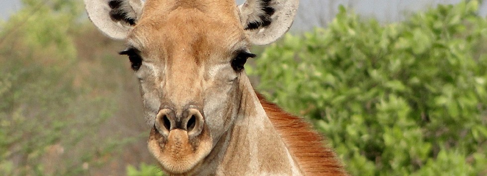 vacance parent solo circuit Tanzanie safari