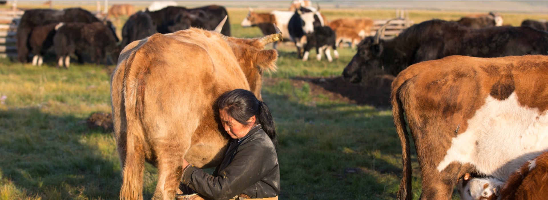 partir en mongolie en petit groupe