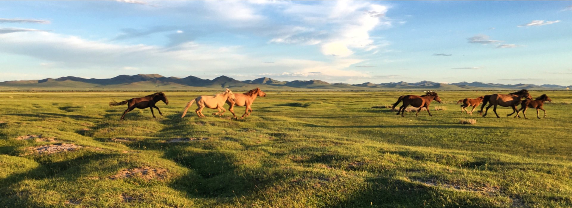 balade cheval mongolie