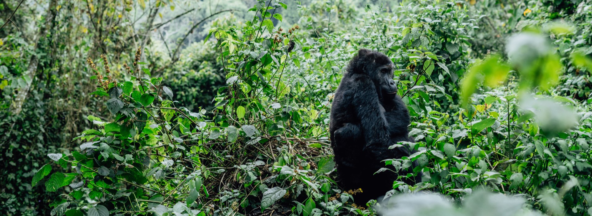 rencontre avec les gorilles Ouganda