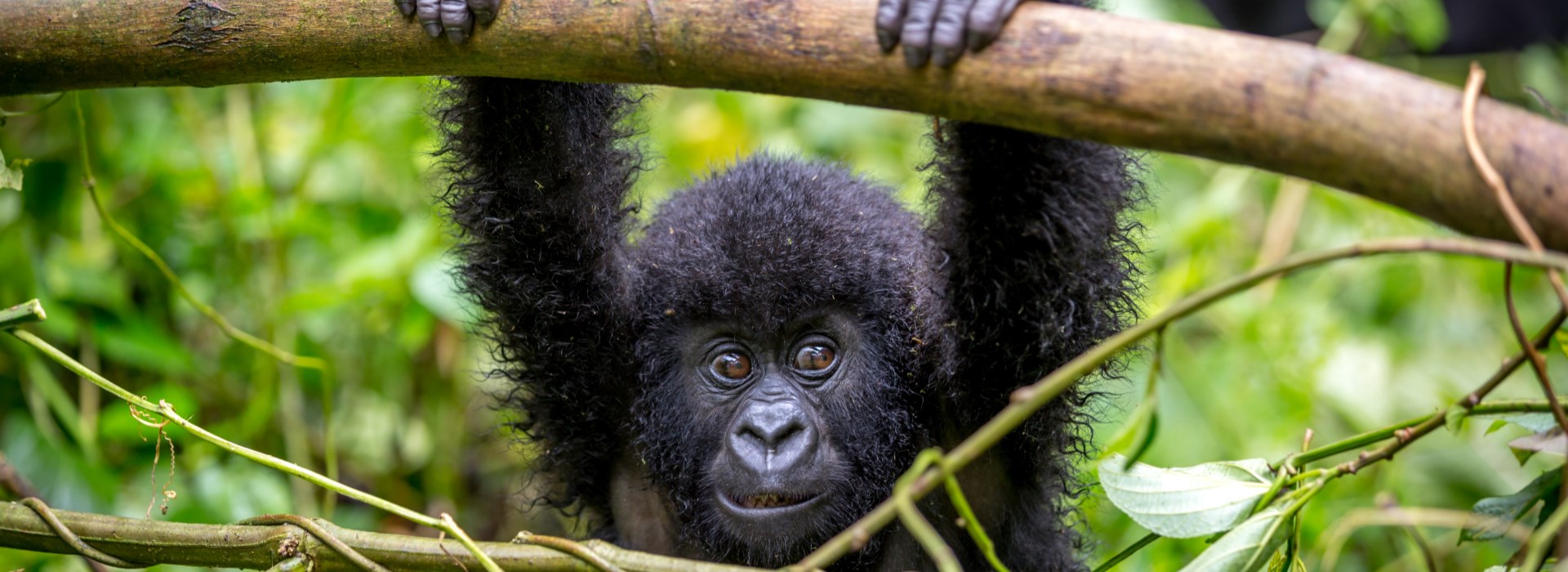 Chimpanzes ouganda