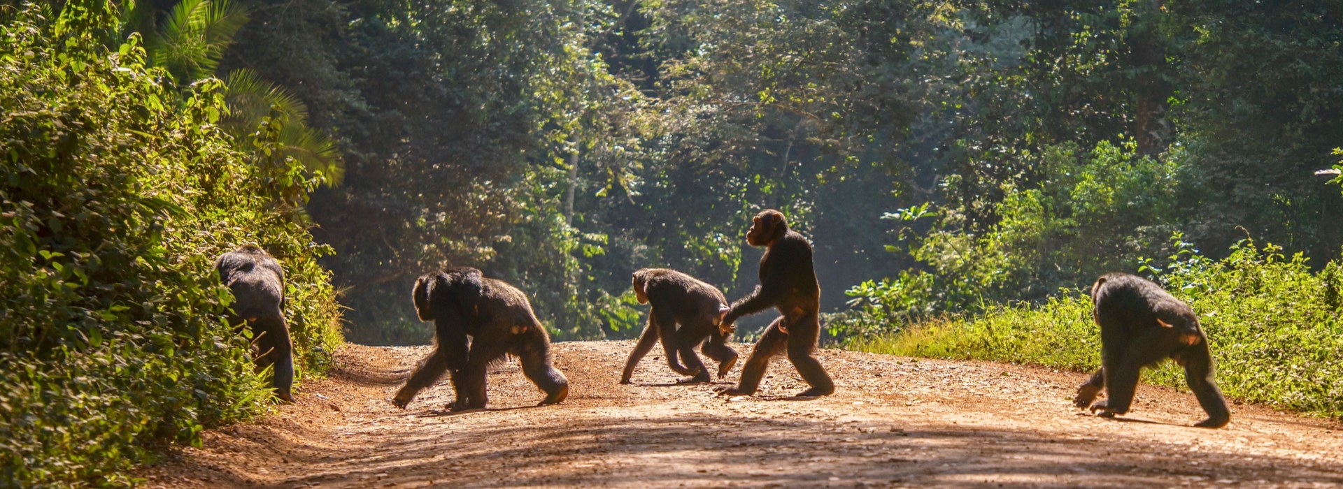 Chimpanzes Afrique Ouganda