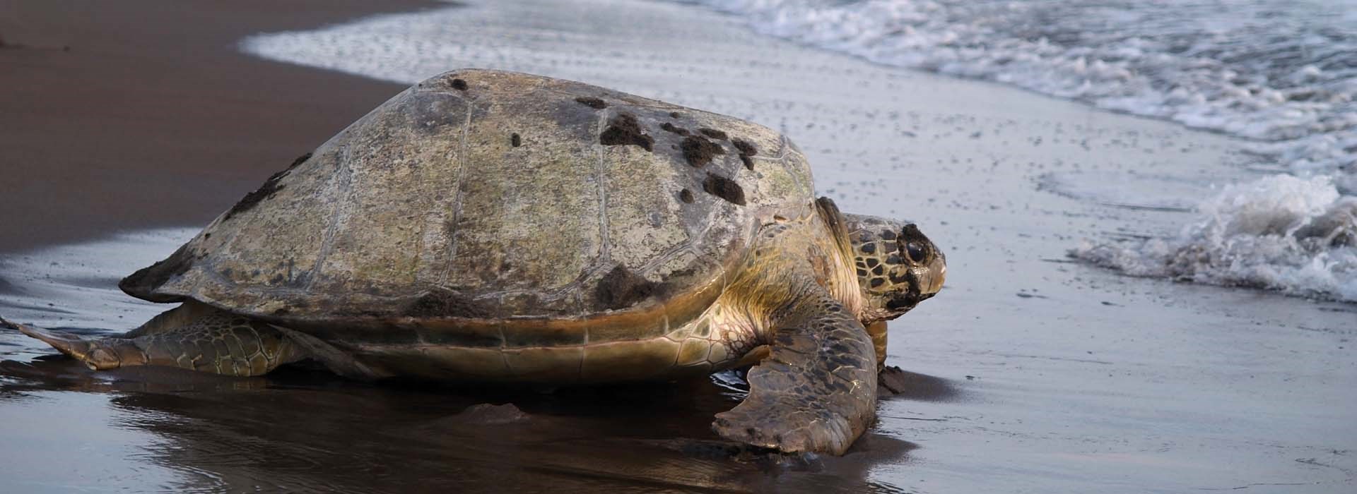 tortue plage voyage costa rica solos