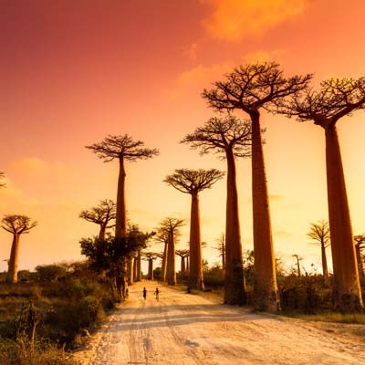 Circuit Madagascar En Bob dans les Baobabs !