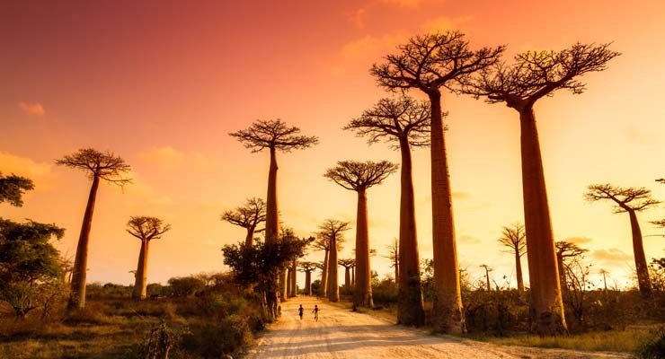 Circuit Madagascar En Bob dans les Baobabs !