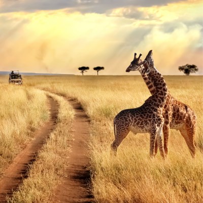 Circuit Tanzanie Safari, Paradis & Bikini